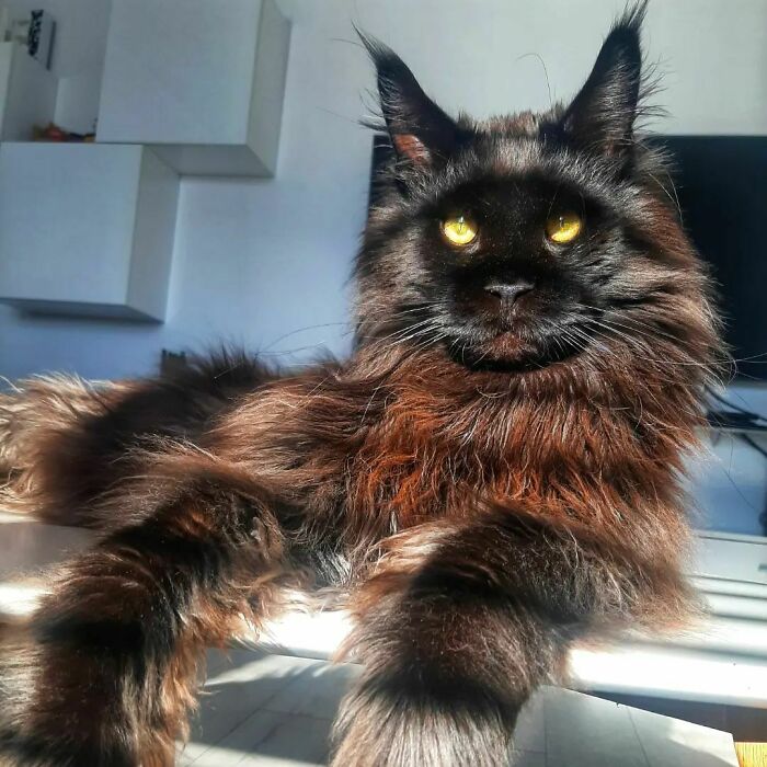 This Giant Cat Amazes People On The Internet As He Can Reach The Countertop Like It's No Big Deal This Giant Cat Amazes People On The Internet As He Can Reach The Countertop Like It's No Big Deal
