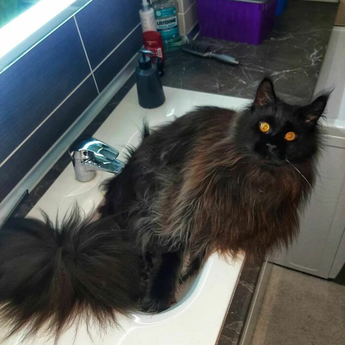 This Giant Cat Amazes People On The Internet As He Can Reach The Countertop Like It's No Big Deal This Giant Cat Amazes People On The Internet As He Can Reach The Countertop Like It's No Big Deal