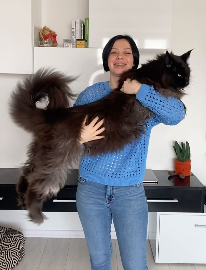 This Giant Cat Amazes People On The Internet As He Can Reach The Countertop Like It's No Big Deal This Giant Cat Amazes People On The Internet As He Can Reach The Countertop Like It's No Big Deal