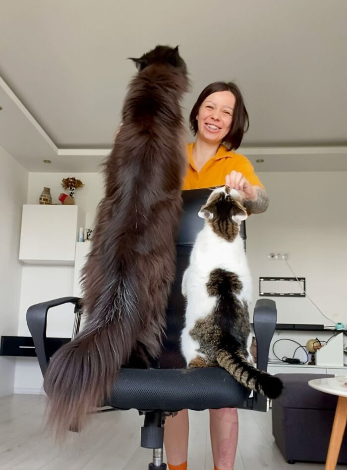 This Giant Cat Amazes People On The Internet As He Can Reach The Countertop Like It's No Big Deal This Giant Cat Amazes People On The Internet As He Can Reach The Countertop Like It's No Big Deal