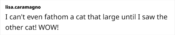 This Giant Cat Amazes People On The Internet As He Can Reach The Countertop Like It's No Big Deal This Giant Cat Amazes People On The Internet As He Can Reach The Countertop Like It's No Big Deal