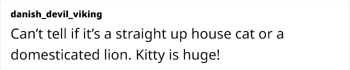 This Giant Cat Amazes People On The Internet As He Can Reach The Countertop Like It's No Big Deal This Giant Cat Amazes People On The Internet As He Can Reach The Countertop Like It's No Big Deal