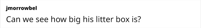 This Giant Cat Amazes People On The Internet As He Can Reach The Countertop Like It's No Big Deal This Giant Cat Amazes People On The Internet As He Can Reach The Countertop Like It's No Big Deal