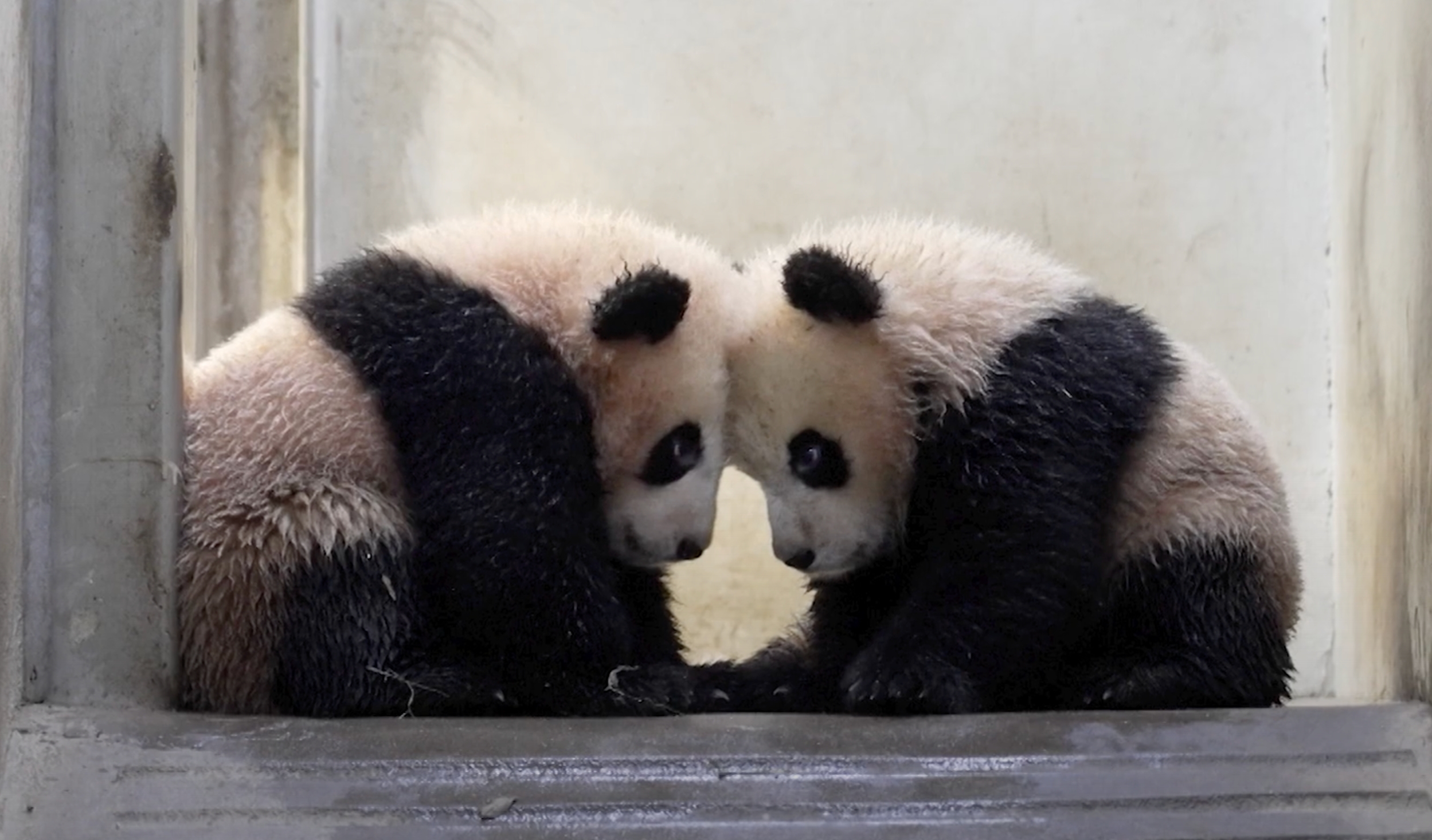 Adorable Panda Twins Are Melting Hearts Online And People Can t Get