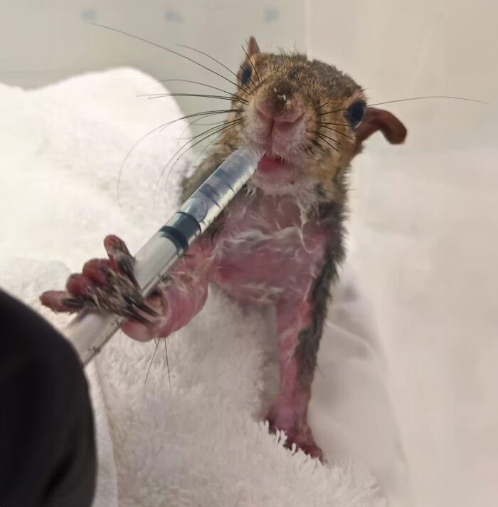 Little Squirrel Jumps Into Foam, Luckily Construction Worker Finds It Before It Turns To Concrete Little Squirrel Jumps Into Foam, Luckily Construction Worker Finds It Before It Turns To Concrete