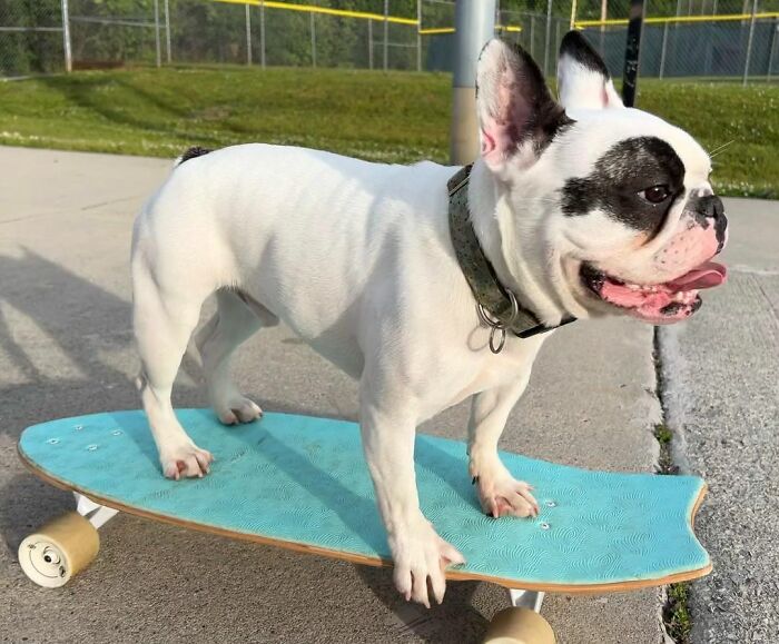 Rebellious Pup Who Failed 3 Adoption Attempts Finds His Perfect Match And Becomes Local Celebrity Rebellious Pup Who Failed 3 Adoption Attempts Finds His Perfect Match And Becomes Local Celebrity