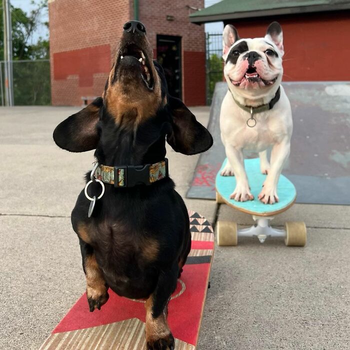 Rebellious Pup Who Failed 3 Adoption Attempts Finds His Perfect Match And Becomes Local Celebrity Rebellious Pup Who Failed 3 Adoption Attempts Finds His Perfect Match And Becomes Local Celebrity