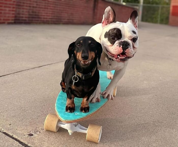 Rebellious Pup Who Failed 3 Adoption Attempts Finds His Perfect Match And Becomes Local Celebrity Rebellious Pup Who Failed 3 Adoption Attempts Finds His Perfect Match And Becomes Local Celebrity