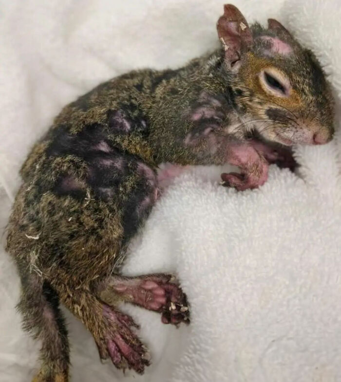 Little Squirrel Jumps Into Foam, Luckily Construction Worker Finds It Before It Turns To Concrete Little Squirrel Jumps Into Foam, Luckily Construction Worker Finds It Before It Turns To Concrete