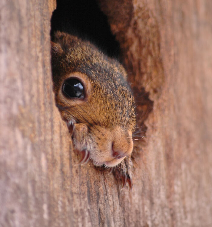 Little Squirrel Jumps Into Foam, Luckily Construction Worker Finds It Before It Turns To Concrete Little Squirrel Jumps Into Foam, Luckily Construction Worker Finds It Before It Turns To Concrete