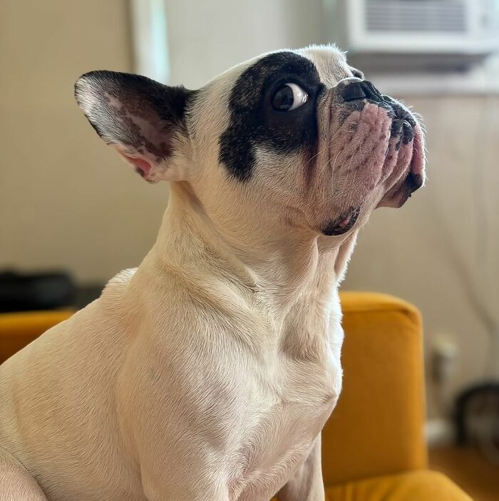 Rebellious Pup Who Failed 3 Adoption Attempts Finds His Perfect Match And Becomes Local Celebrity Rebellious Pup Who Failed 3 Adoption Attempts Finds His Perfect Match And Becomes Local Celebrity