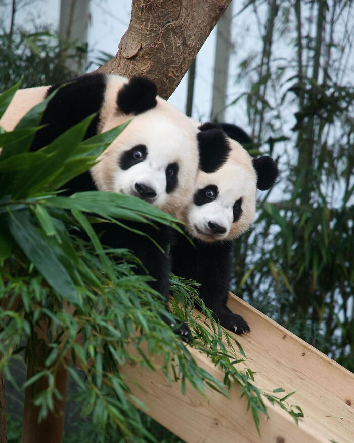 Two adorable panda twins leaning on a wooden ramp surrounded by green plants in a natural outdoor setting. Two adorable panda twins leaning on a wooden ramp surrounded by green plants in a natural outdoor setting.