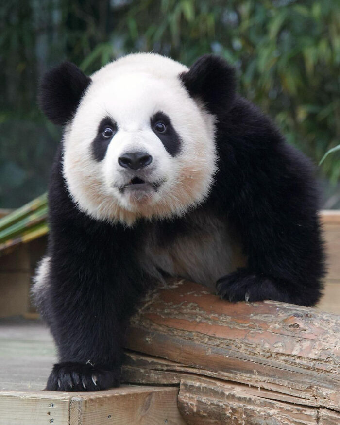 Adorable panda twins climbing on wooden logs in a natural enclosure, showcasing their playful and charming behavior. Adorable panda twins climbing on wooden logs in a natural enclosure, showcasing their playful and charming behavior.