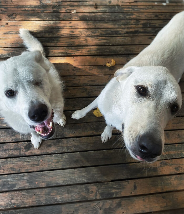 Meet Spinach - One-Eyed Dog Who Refused To Give Up And Finally Was Adopted By A Loving Family Meet Spinach - One-Eyed Dog Who Refused To Give Up And Finally Was Adopted By A Loving Family