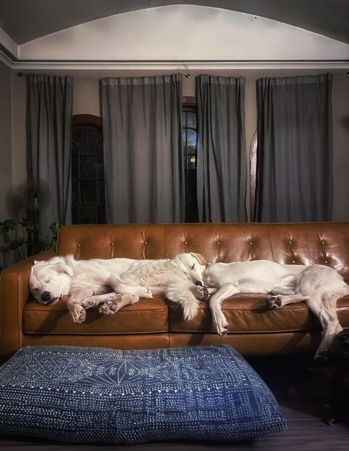 Meet Spinach - One-Eyed Dog Who Refused To Give Up And Finally Was Adopted By A Loving Family Meet Spinach - One-Eyed Dog Who Refused To Give Up And Finally Was Adopted By A Loving Family