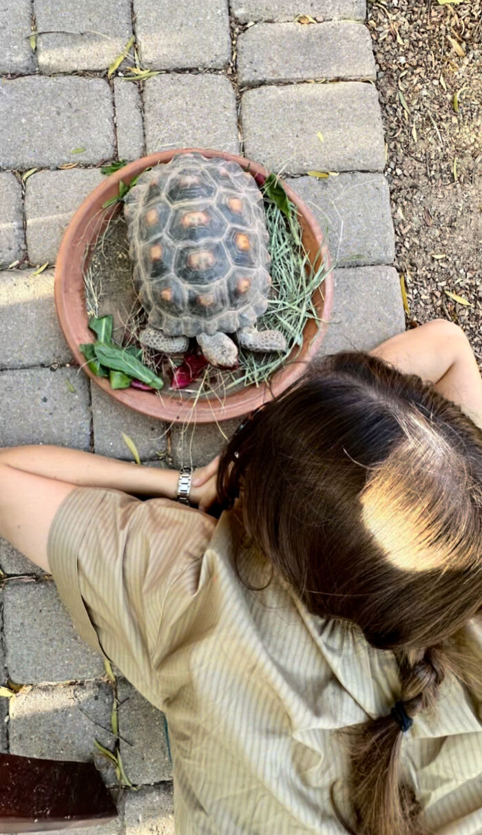 This Woman Has Become True Besties With A Sonoran Desert Tortoise She Recently Adopted This Woman Has Become True Besties With A Sonoran Desert Tortoise She Recently Adopted