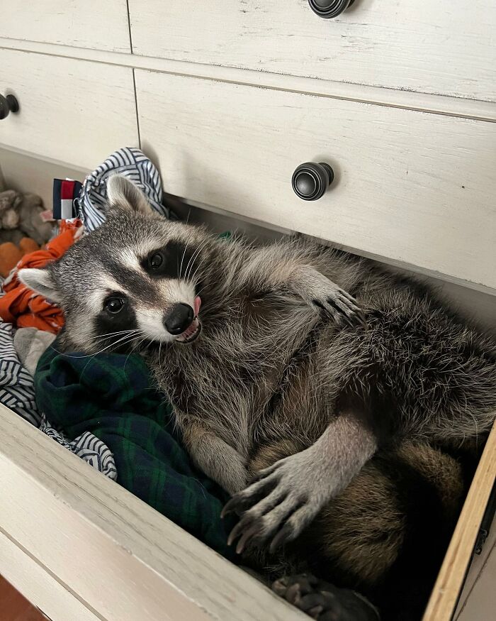 If You’re Having A Tough Day, Biscuits The Raccoon May Just Bring Your Smile Back If You’re Having A Tough Day, Biscuits The Raccoon May Just Bring Your Smile Back