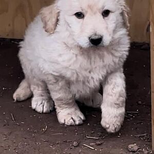 pepemartinsaldias avatar