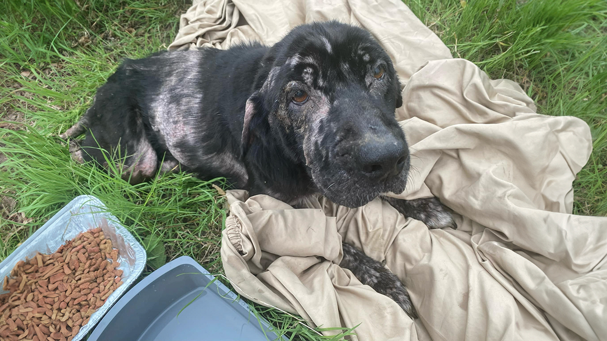 When She Was Found Dumped In An Empty Field, She Was Barely Living, But Love And Care Did Wonders