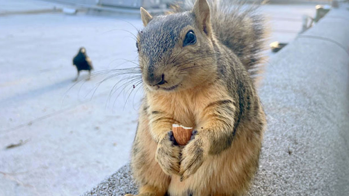 50 Absolutely Adorable Animal Pics To Save Your Day (New Pics)