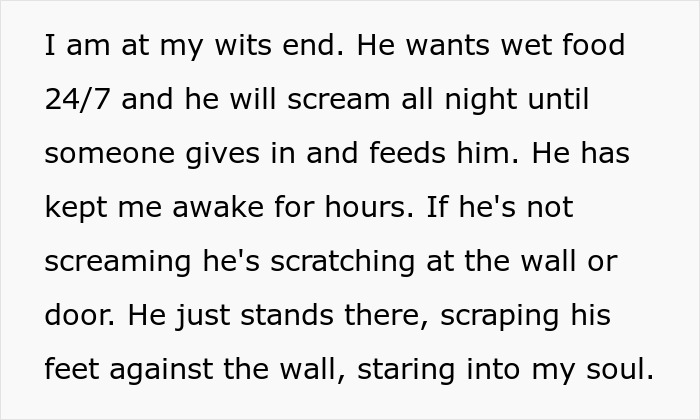 Man Loses Patience Over Wife’s “Frustratingly Annoying” Cat, Gives Her An Ultimatum Man Loses Patience Over Wife’s “Frustratingly Annoying” Cat, Gives Her An Ultimatum