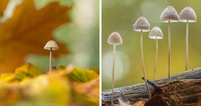 My 15 Closeup Photos Showcasing The Beauty Of Nature In Autumn