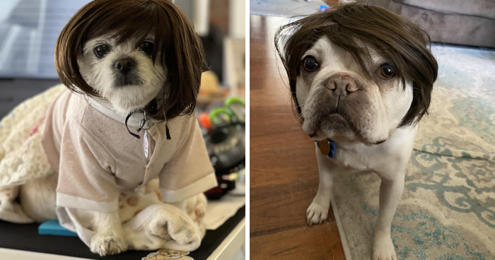 We’re Howling With Laughter At These 22 Pawsome Pet Halloween Costumes