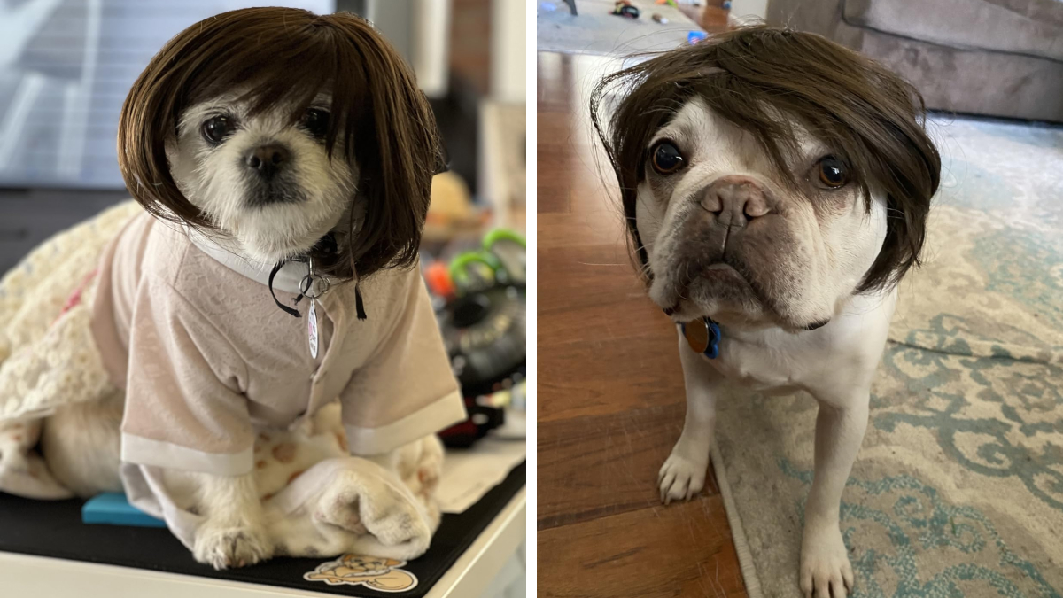 We’re Howling With Laughter At These 22 Pawsome Pet Halloween Costumes