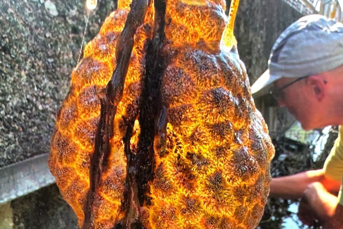 “Spreading Rapidly”: Bizarre Orange “Alien Egg Pods” Pulled Out Of River