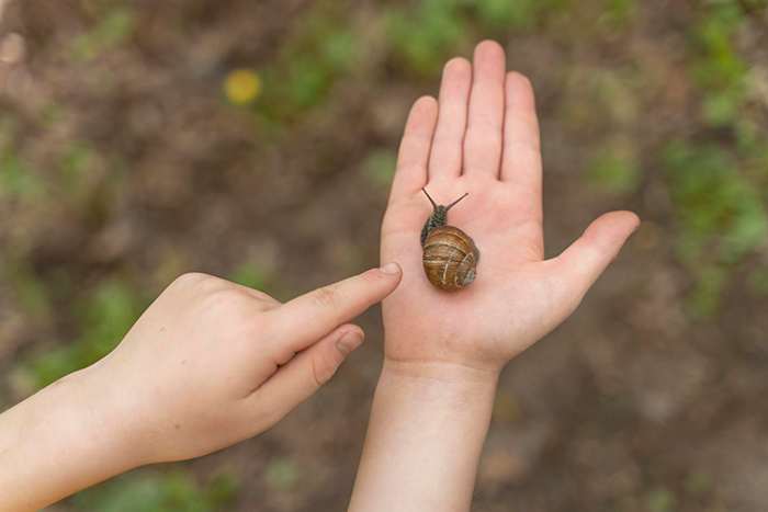 Child's hand holding a snail, with another hand pointing, showcasing a discovery. Child's hand holding a snail, with another hand pointing, showcasing a discovery.