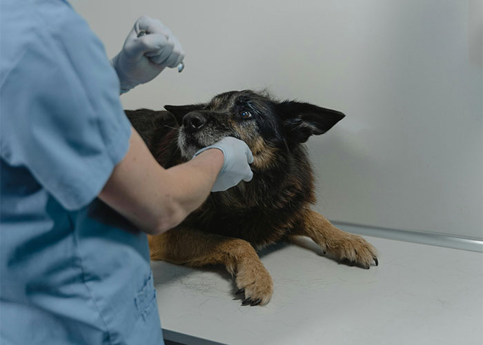 Vets Tell Pet Owner There Is No Gay Test, He Loses It And Throws A Tantrum Vets Tell Pet Owner There Is No Gay Test, He Loses It And Throws A Tantrum