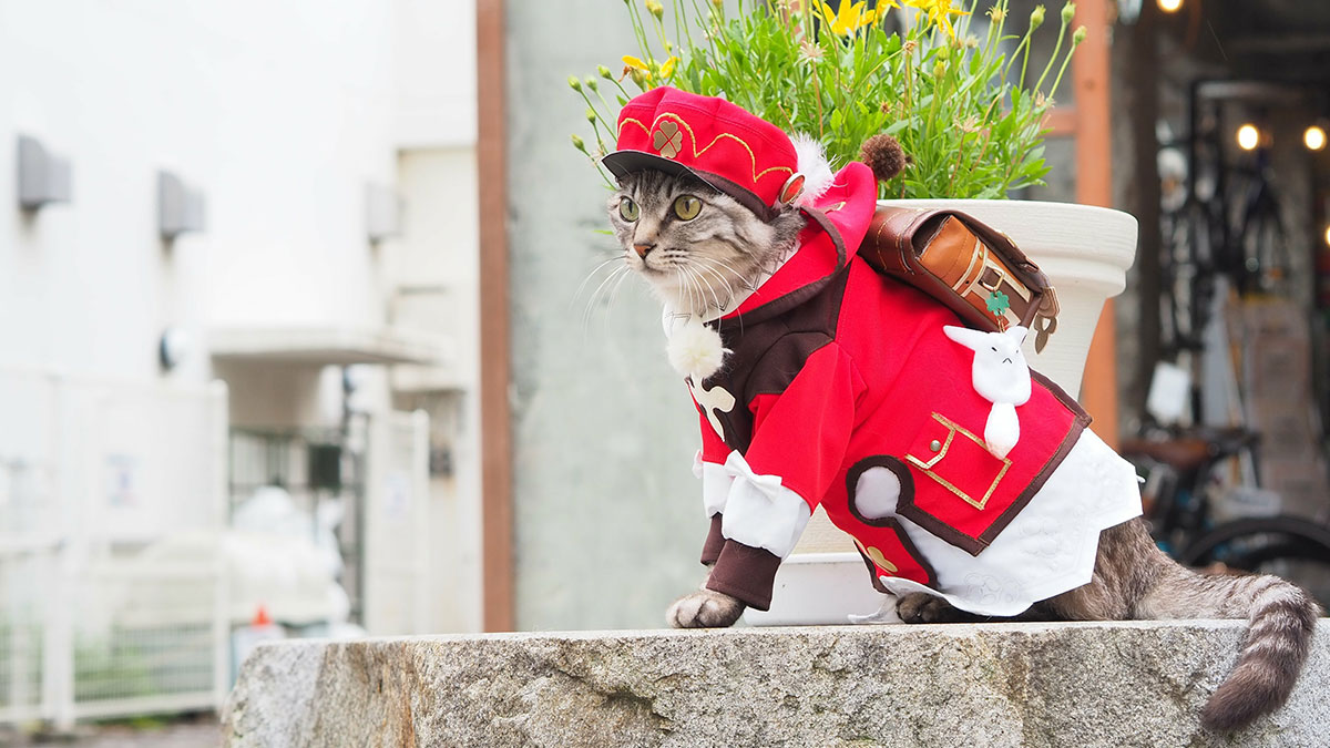 34 Handmade Costumes That This Guy Created For His Cats’ Cosplays (New Pics)