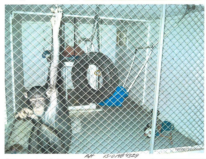 PETA Lawyer Exclusively Opens Up Amid Before And After Photos Of Tonka From “Chimp Crazy” PETA Lawyer Exclusively Opens Up Amid Before And After Photos Of Tonka From “Chimp Crazy”