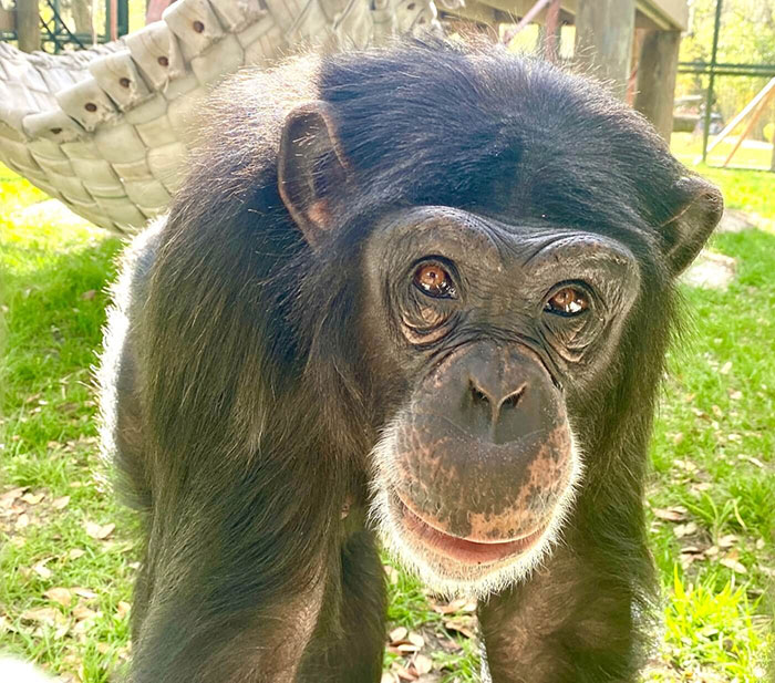 PETA Lawyer Exclusively Opens Up Amid Before And After Photos Of Tonka From “Chimp Crazy” PETA Lawyer Exclusively Opens Up Amid Before And After Photos Of Tonka From “Chimp Crazy”