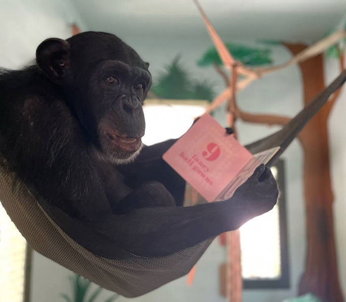 PETA Lawyer Exclusively Opens Up Amid Before And After Photos Of Tonka From “Chimp Crazy” PETA Lawyer Exclusively Opens Up Amid Before And After Photos Of Tonka From “Chimp Crazy”