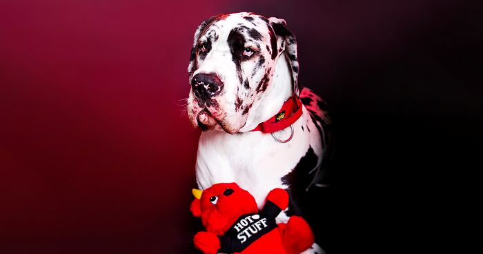 Colorful Pawtraits Of Dogs That I Took (13 Pics)