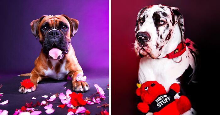 Colorful Pawtraits Of Dogs That I Took (13 Pics)