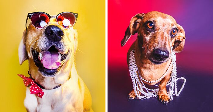 Colorful Pawtraits Of Dogs That I Took (13 Pics)