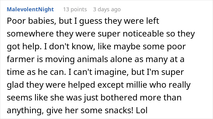 Pig Who Was Left Tied To Petrol Station Before Hurricane Gets Rescued, And People Online Love It Pig Who Was Left Tied To Petrol Station Before Hurricane Gets Rescued, And People Online Love It