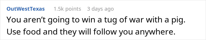 Pig Who Was Left Tied To Petrol Station Before Hurricane Gets Rescued, And People Online Love It Pig Who Was Left Tied To Petrol Station Before Hurricane Gets Rescued, And People Online Love It