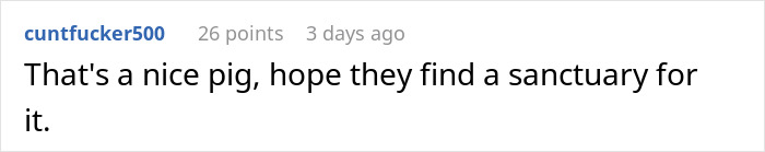 Pig Who Was Left Tied To Petrol Station Before Hurricane Gets Rescued, And People Online Love It Pig Who Was Left Tied To Petrol Station Before Hurricane Gets Rescued, And People Online Love It