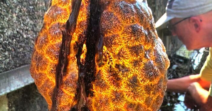 “Spreading Rapidly”: Bizarre Orange “Alien Egg Pods” Pulled Out Of River