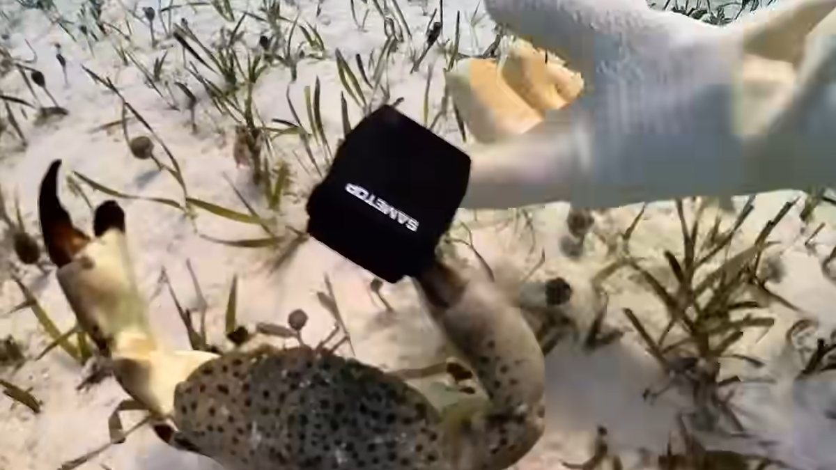 People Online Are Very Amused By This Crab Who Stole A Camera And Went On Filming His Adventures