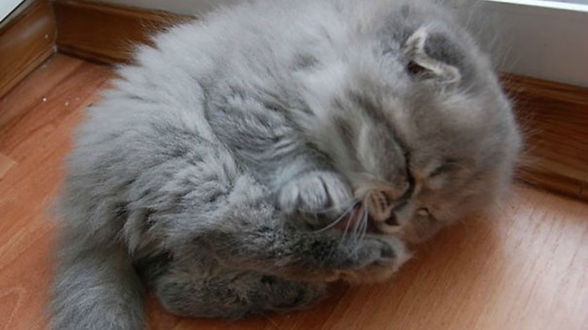 50 Ridiculously Cute Cat Memes That Can Brighten Your Day