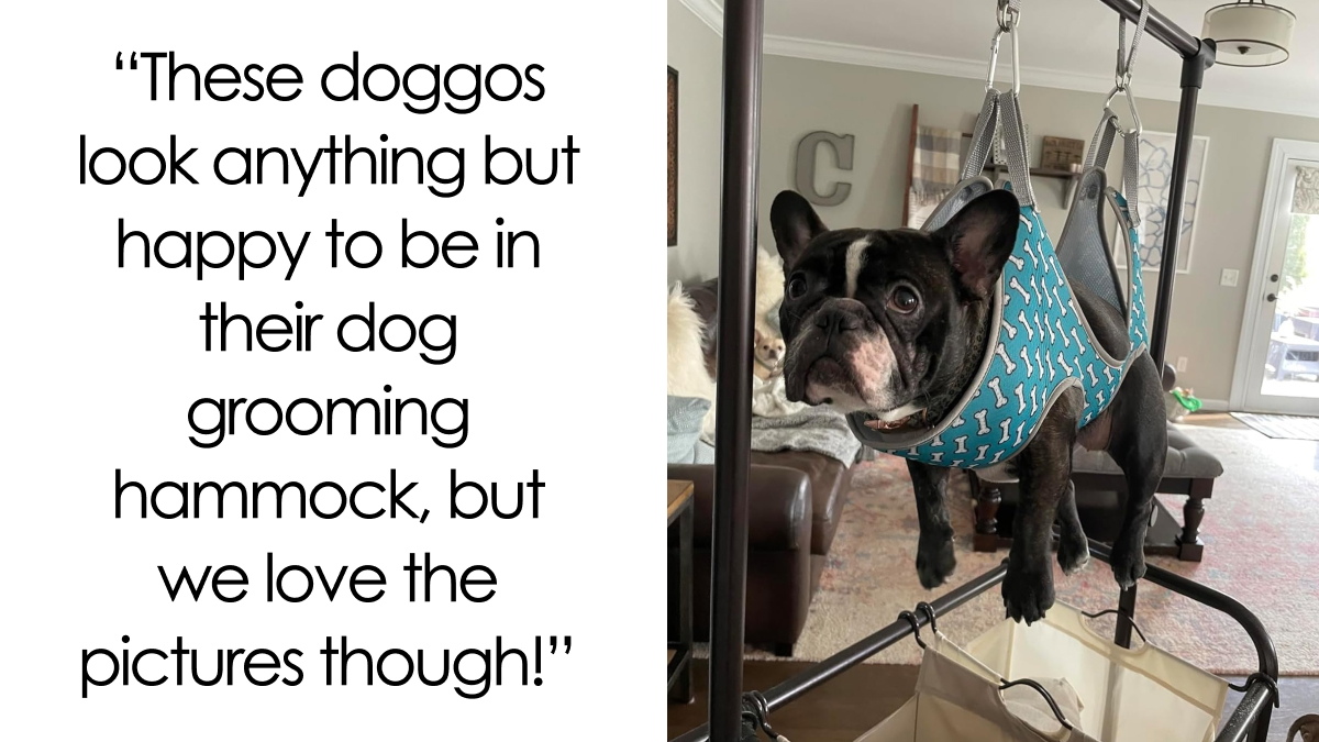 21 Insanely Cute Pets Reviewing Products On Amazon For Your Entertainment