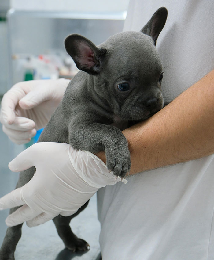 Mom Slammed For Spending $10k On Controversial Dog Breed, Vets Explain How Problematic It Is Mom Slammed For Spending $10k On Controversial Dog Breed, Vets Explain How Problematic It Is