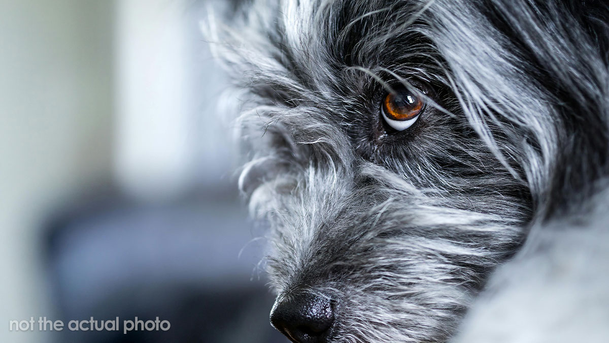 Man Is Confused After Dog Snaps At His Wife For Approaching Their 10YO, Turns Out She Was Abusive