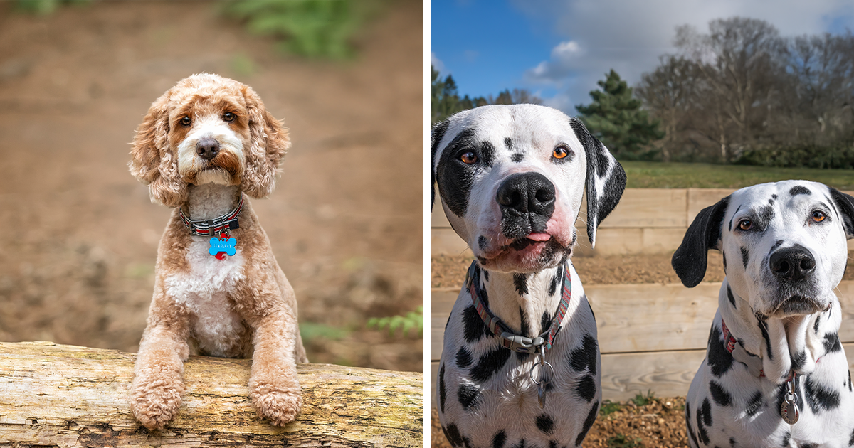 ‘Tails At 60 Celebrating The Lives Of Dogs’ I Captured 50 Dogs For My