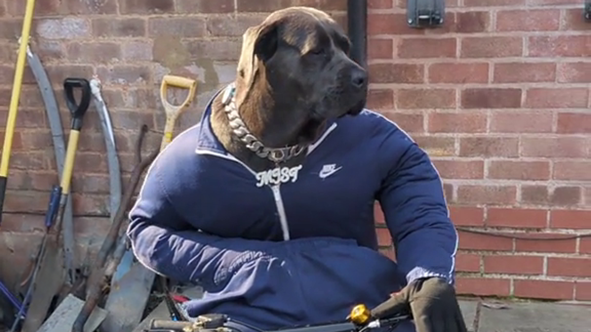 Hilarious Videos Of Mist The Cane Corso Dressed As Human Go Viral, Earn Her Over 1K A Month