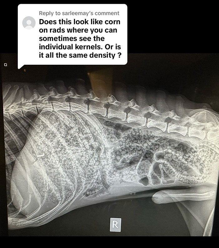 Dog Poops Out Rainbow Orbeez After He Apparently Mistook Them For A Good Snack Dog Poops Out Rainbow Orbeez After He Apparently Mistook Them For A Good Snack